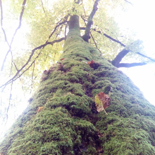 Forest - A Field Recording Dub Tech Sketch