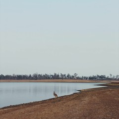 Elder - Greenhouse Effect