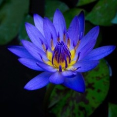 Blue Lotus