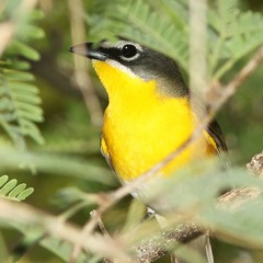 A  Very Chatty Yellow-breasted Chat, 2020-07-01