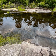 Boonoo Boonoo River Bugs 2