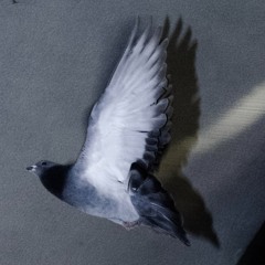 Isolation (A love letter to death)