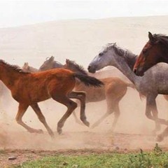 'Horses In Gallop' - Neo-classical/Driving Energy/Builder