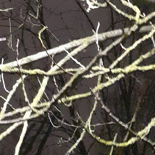 Little Timmy's Science Experiment (Live)(Original)