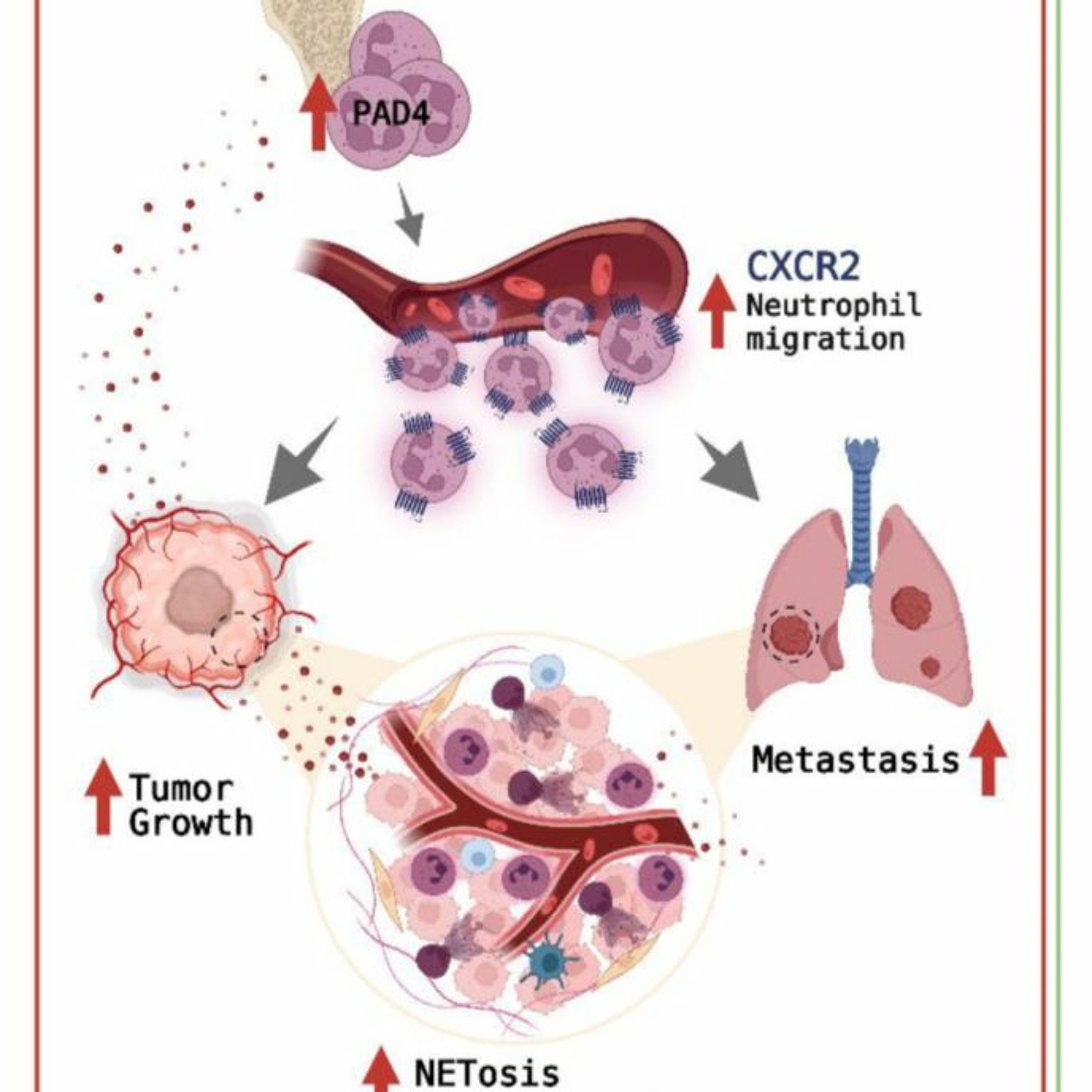 Oncotarget