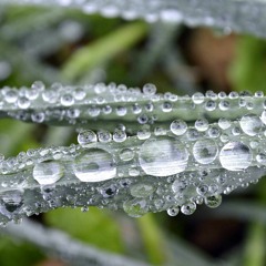Early Dew