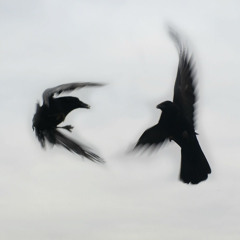 riverside (wings to fly)