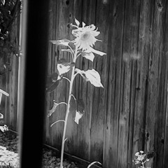 Never My Love (The Association)