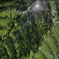 Evergreen | Omar Apollo (cover)