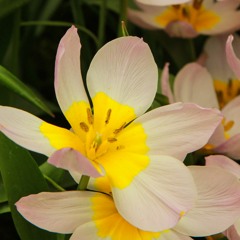 Loving Kindness (Generic) - NEW