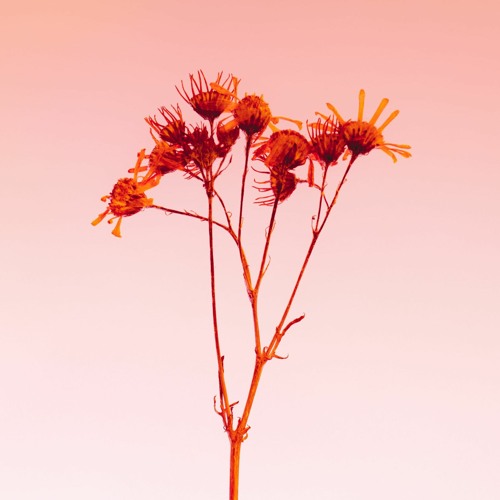 Crispy Cream album cover