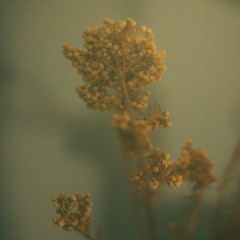 Windows to the Filtered Sun