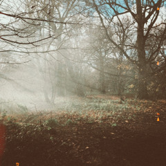 This is Gospel - Forest Cover