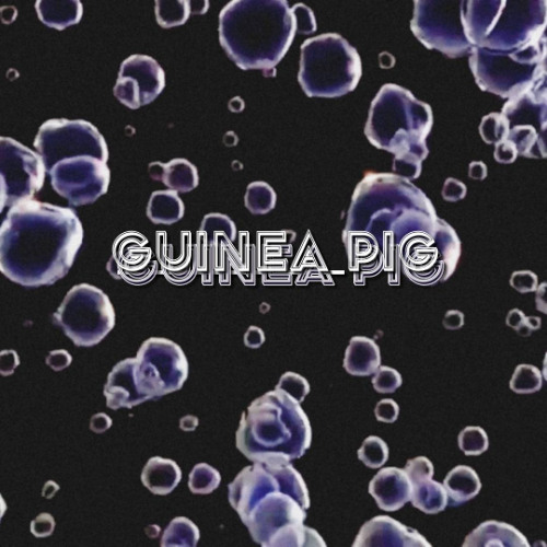 R.F - Guinea Pig (recovered)