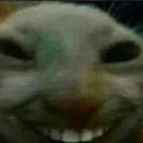 Улыбающийся котик