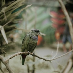 Sorrindo Assim Eu Começo