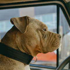 Gucci on the Frontline