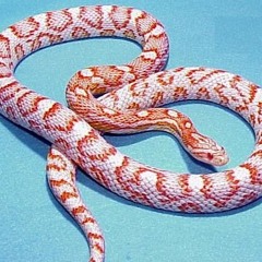 Anaconda Christmas Ghetto RMX