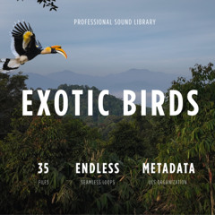 Jungle Textures: Birds