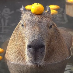Capybara - Zhanno (BR)