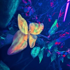 Waldfunk 2025 -Spiritus Open Air-