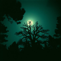 Hollow in the Pines