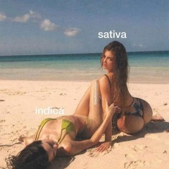 Indica Or $ativa (Novi Black)