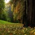 Artwork for - CORTISOL REDUCER - Binaural Beats + Brown Noises (Reduced Cortisol, Anti-Aging, Good Mood)
