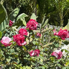 Deep House Arabian Dubai happy hour set