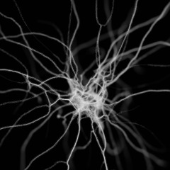 Mycelium Decay