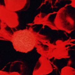 VIRUS