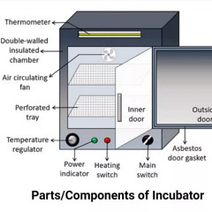 god incubation