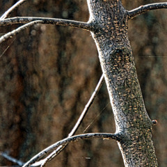 Keening on keeping on