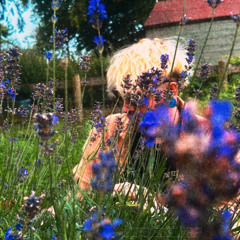Lavender
