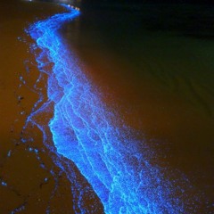 Blue Khat From Medina's Mosque's Garden