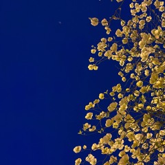 91.5 Gm Harmonic 042522