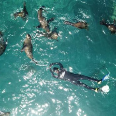 Best Snorkeling With Seals Cape Town Prices Reviews