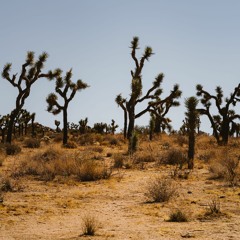 DESERT OUT  -   2