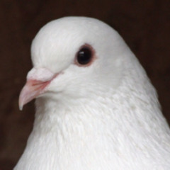 CC