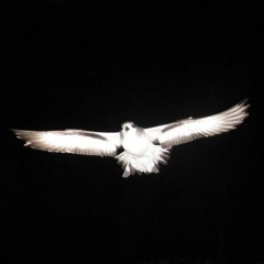 Night Flight