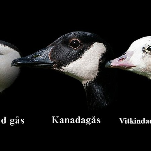 Clout Cult 2020 (prod Alvin)