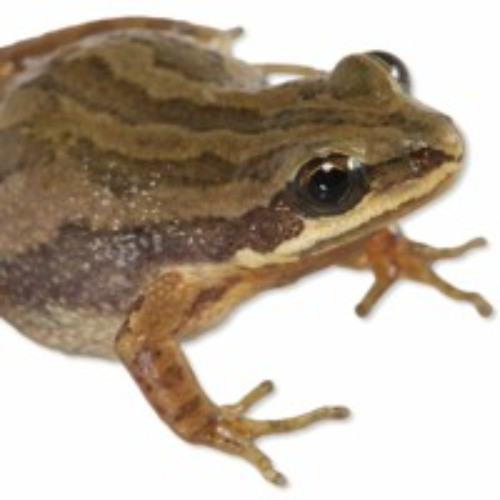 Stream episode Cajun Chorus Frog (Pseudacris fouquettei) by Kory G