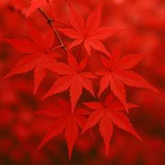 楓