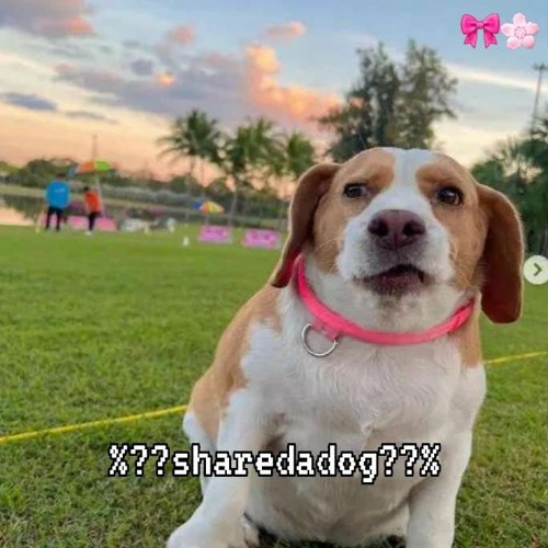 %⁇sharedadog⁇% (prod. yung diameter)