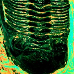 The trouble with trilobites