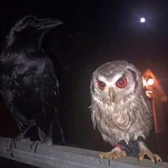 solstice -manny + rackz + keebaby prod liv