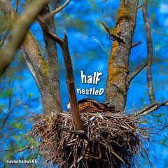 halF nestleD [naviarhaiku565]