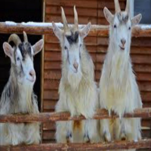 necesitados ft. thiagitorkt, 131tomito