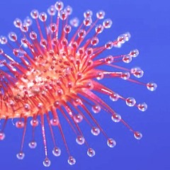 sticky feet (rough mix)