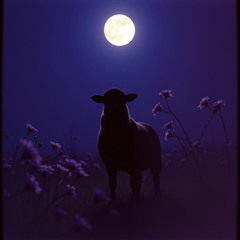 Black Sheep (1)